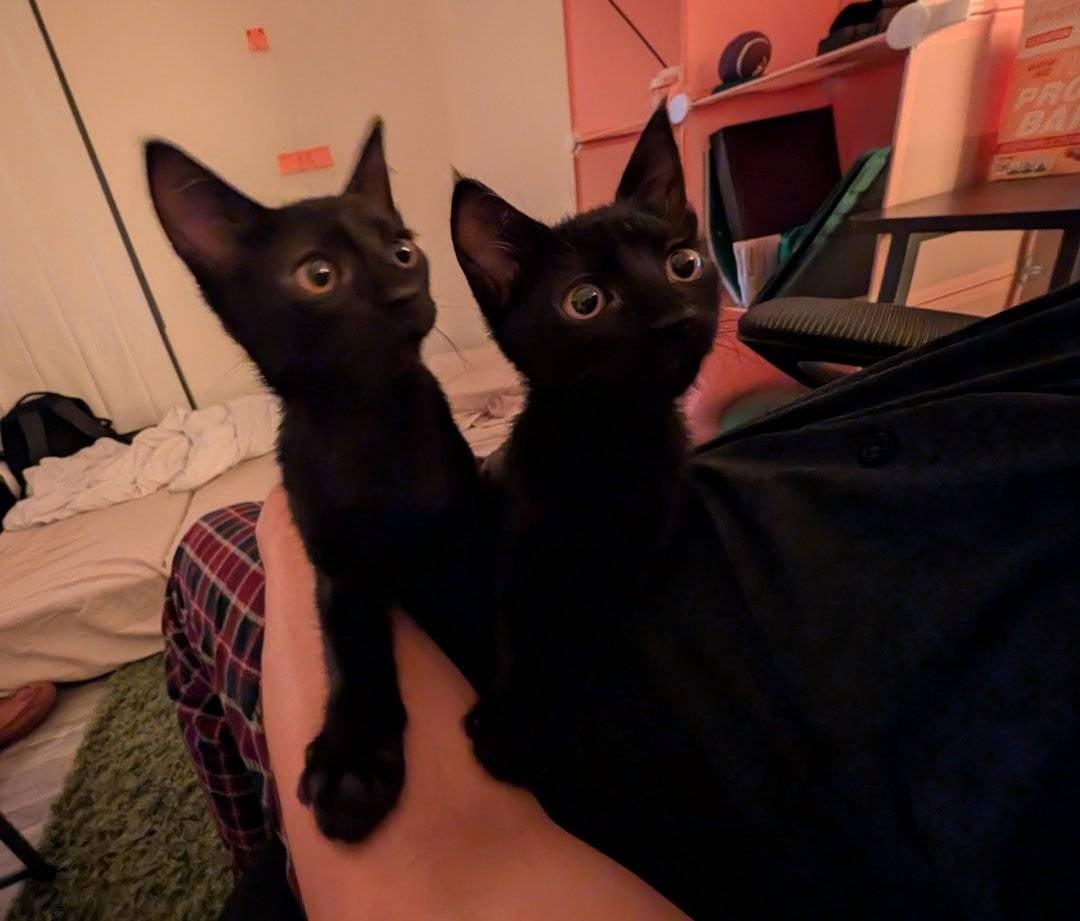 Poco and Loco - can be adopted as singles, ADOPTABLE, Young Male American Shorthair.