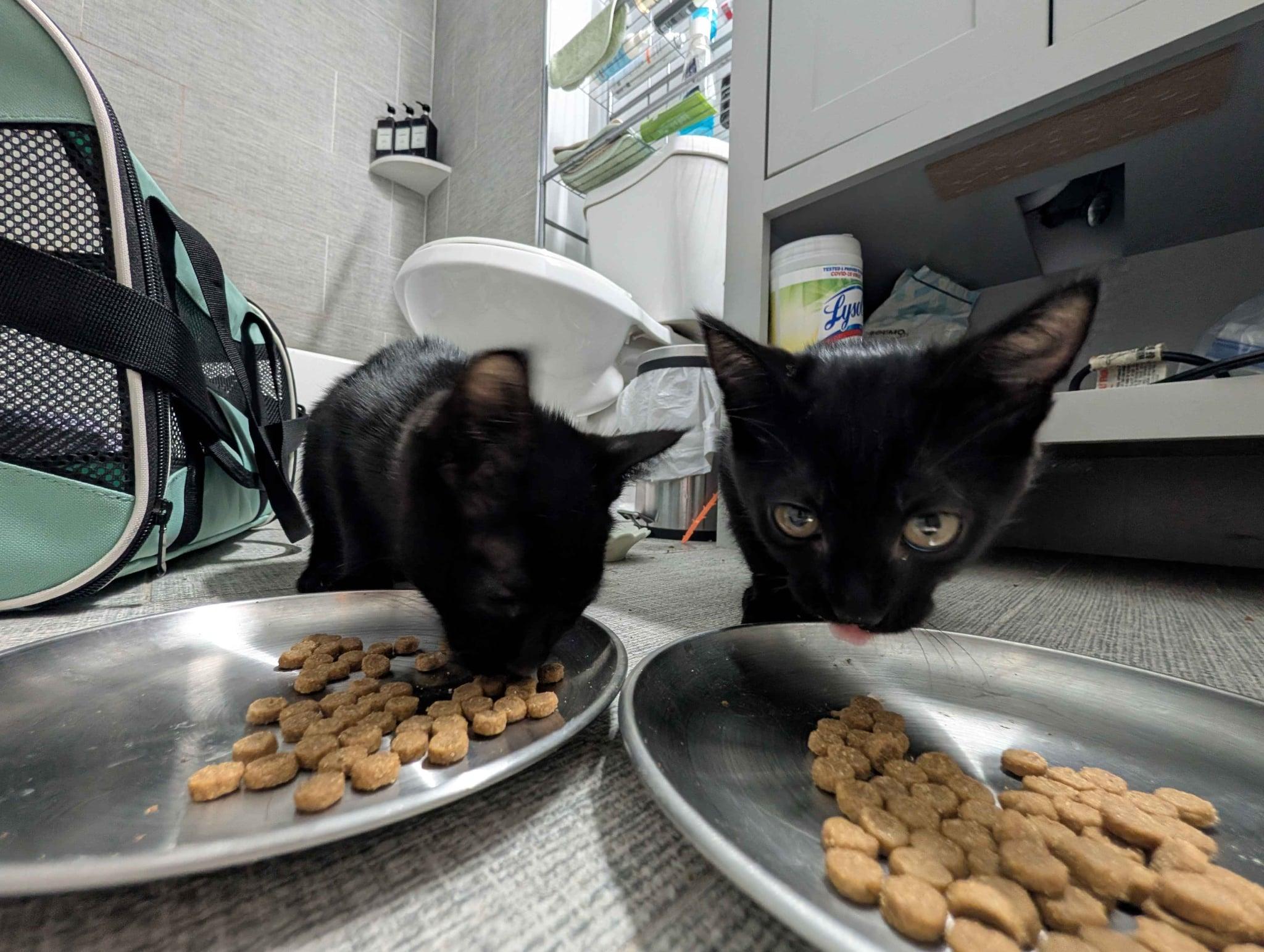 Enlarge Poco and Loco - can be adopted as singles, a ADOPTABLE American Shorthair in philadelphia, PA image 2/2