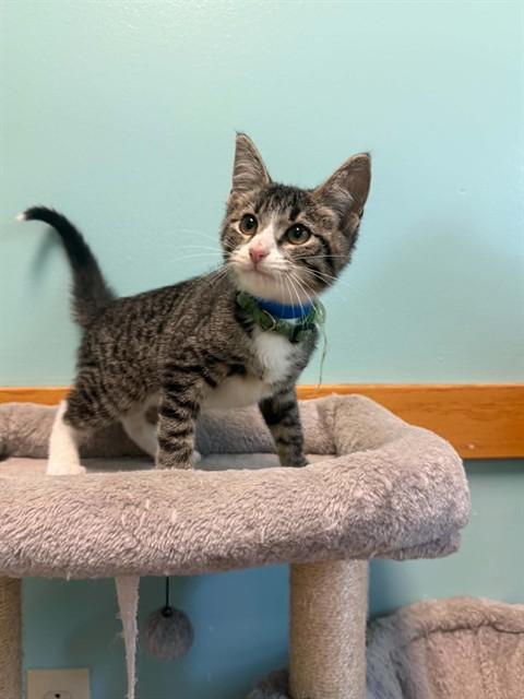 BRISKET NACHOS, Adoptable, Kitten Male Domestic Short Hair.
