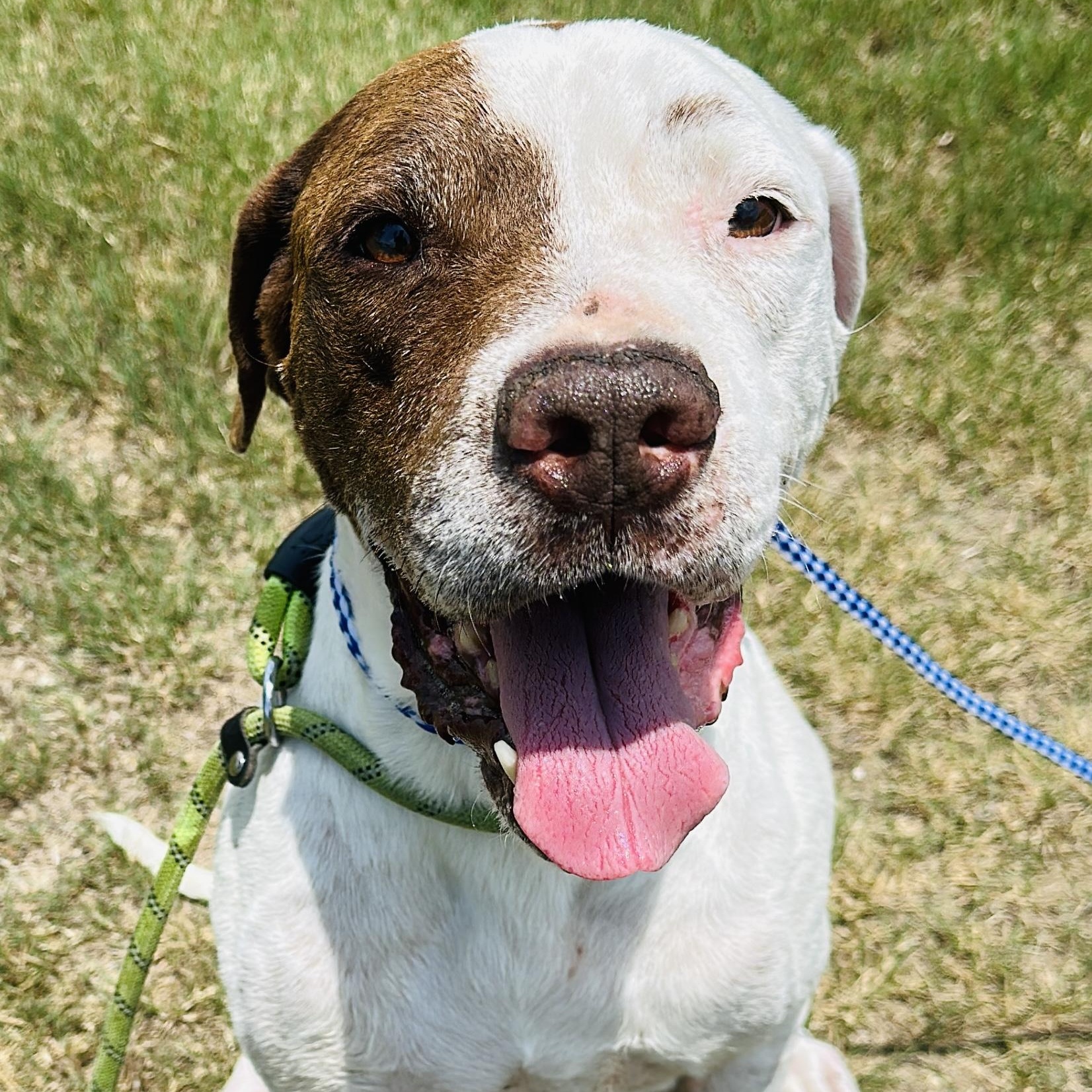 Enlarge Rock, a Adoptable mixed breed in Gonzales, TX image 2/4