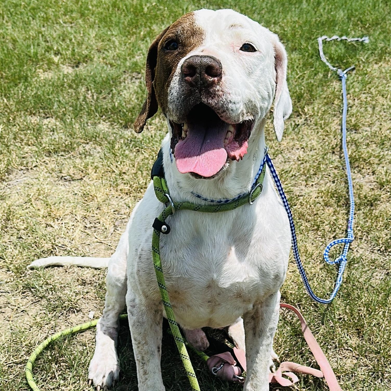 Enlarge Rock, a Adoptable mixed breed in Gonzales, TX image 1/4