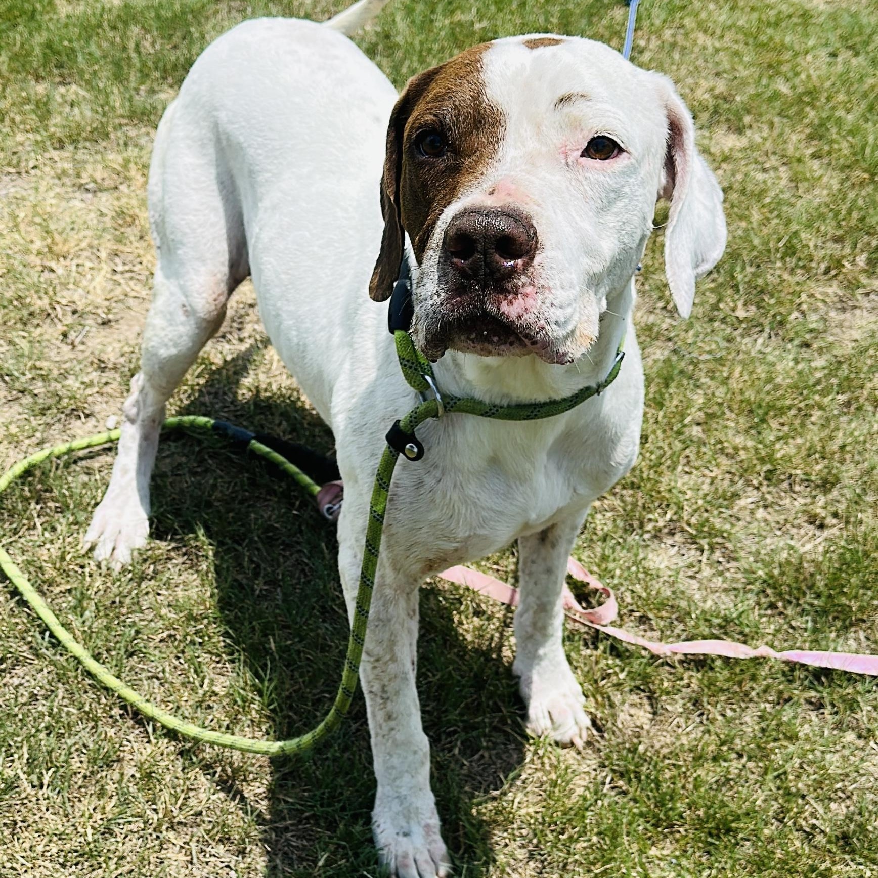 Enlarge Rock, a Adoptable mixed breed in Gonzales, TX image 4/4