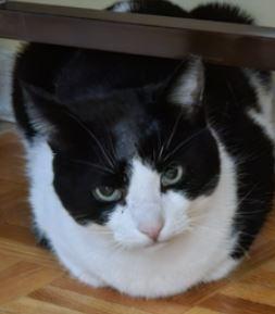 Oreo 2, Adoptable, Adult Male Domestic Short Hair.