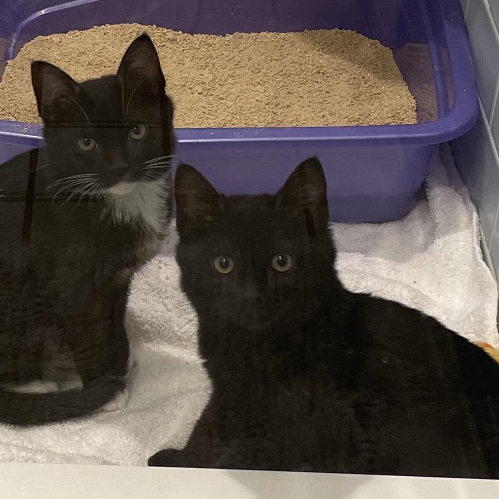 Enlarge Dylan, a Adoptable Domestic Short Hair in Los Angeles, CA image 1/2