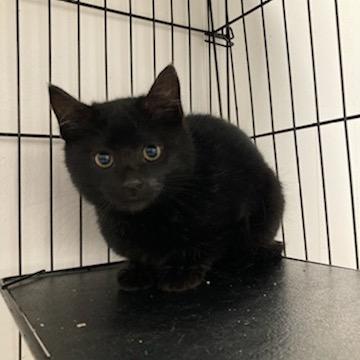 Enlarge Dylan, a Adoptable Domestic Short Hair in Los Angeles, CA image 2/2