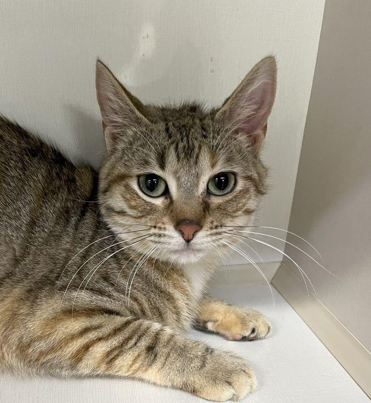 Cinder, Adoptable, Young Female Domestic Short Hair.