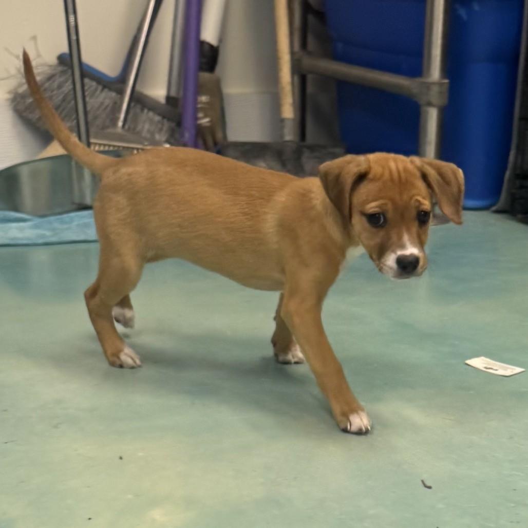 Enlarge Sweetie Pie, an adoptable mixed breed in Danbury, CT image 2/4