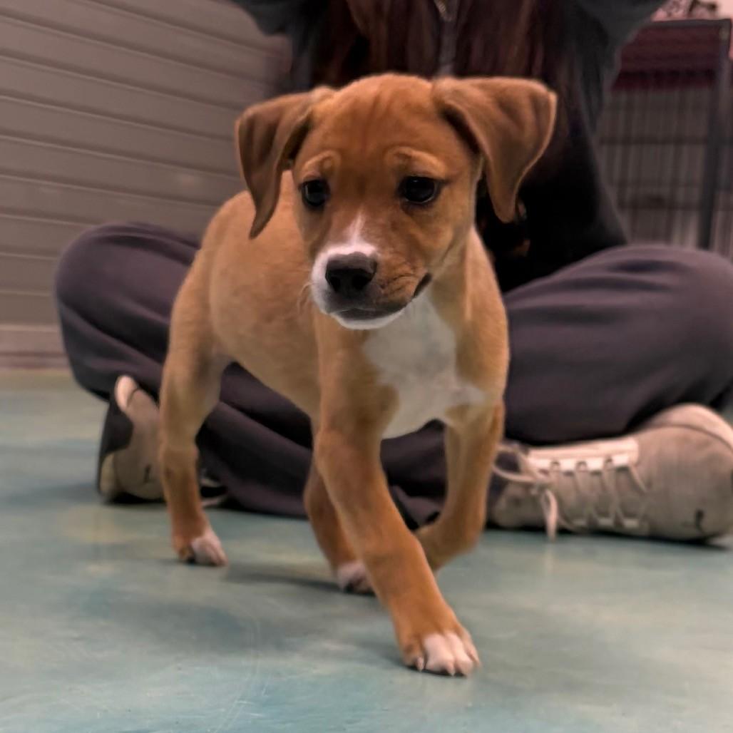 Enlarge Sweetie Pie, an adoptable mixed breed in Danbury, CT image 4/4