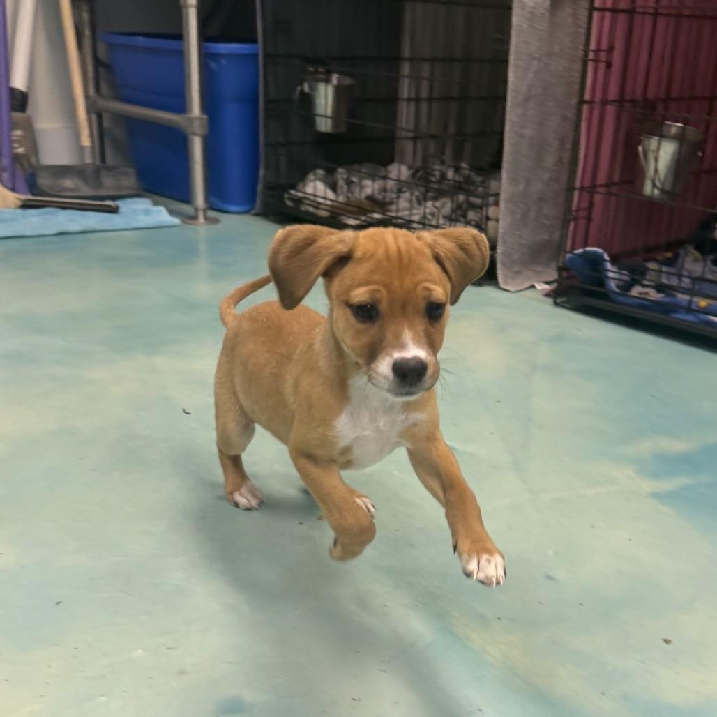 Enlarge Sweetie Pie, an adoptable mixed breed in Danbury, CT image 3/4