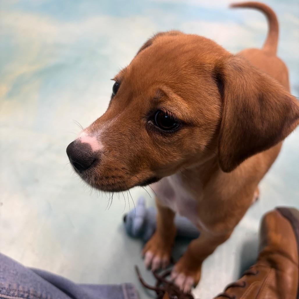Sweetie Pie, adoptable, Puppy Female Terrier.
