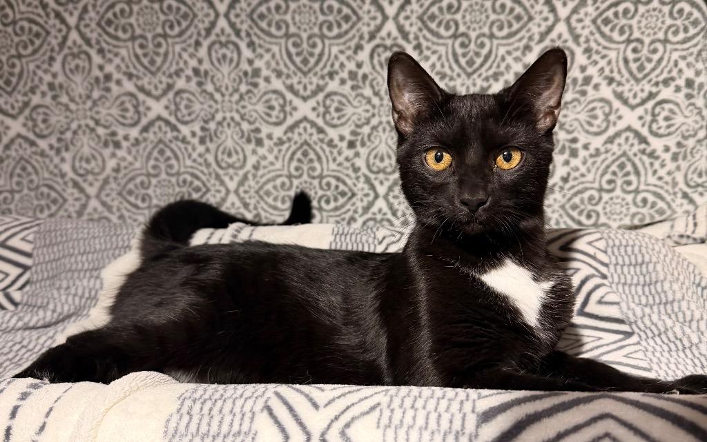 Jordan, Adoptable, Young Male Domestic Short Hair.