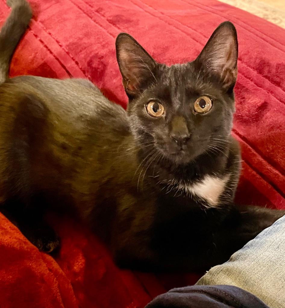 Enlarge Jordan, a Adoptable mixed breed in Newnan, GA image 2/5