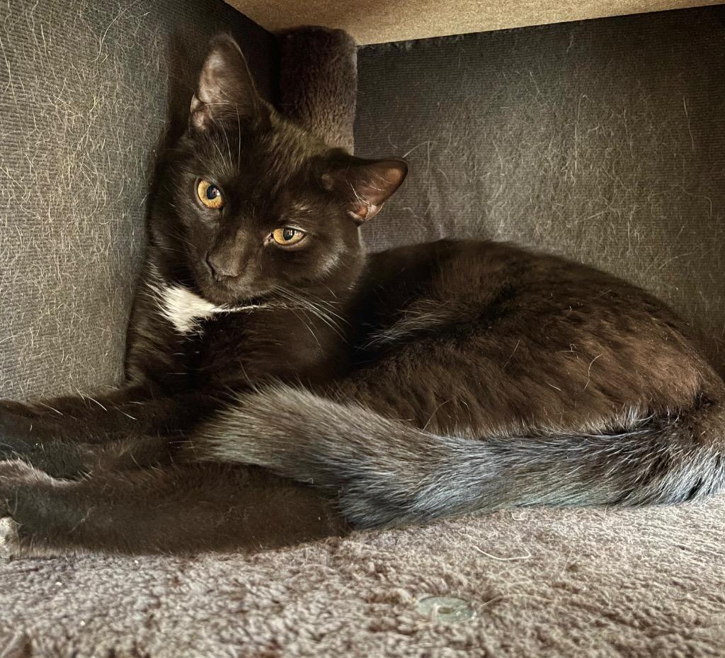 Enlarge Jordan, a Adoptable mixed breed in Newnan, GA image 3/5