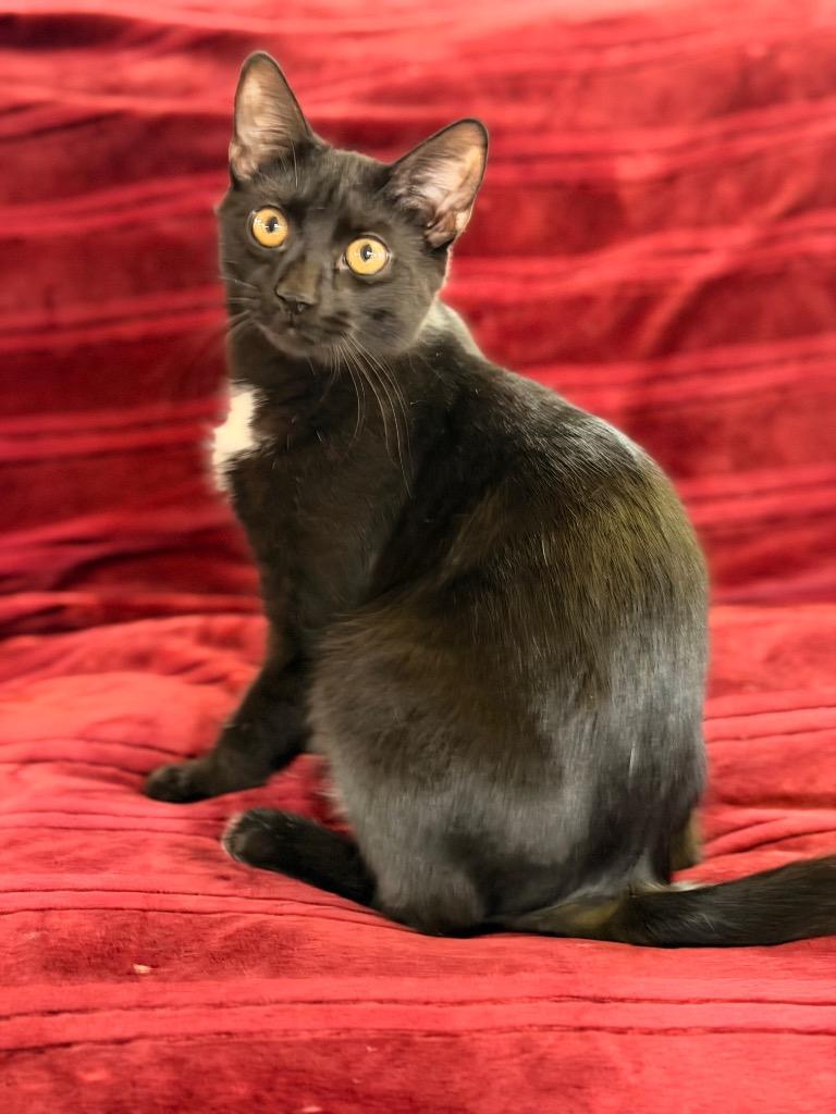 Enlarge Jordan, a Adoptable mixed breed in Newnan, GA image 4/5