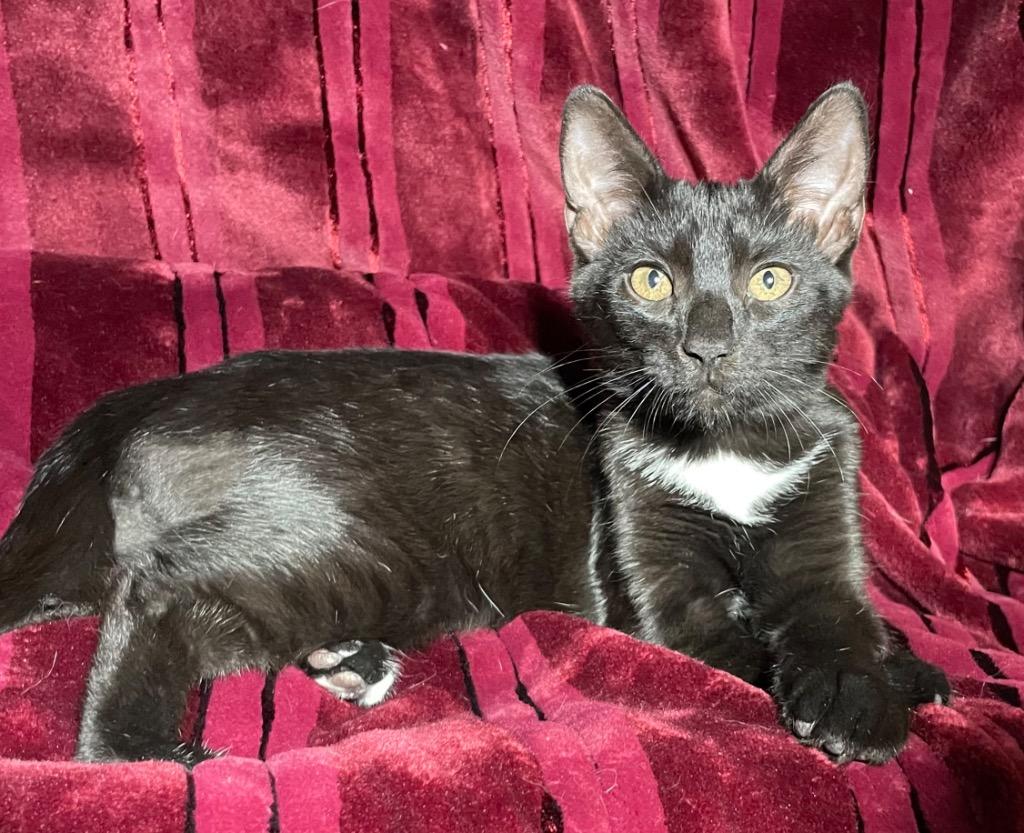 Enlarge Jordan, a Adoptable mixed breed in Newnan, GA image 5/5