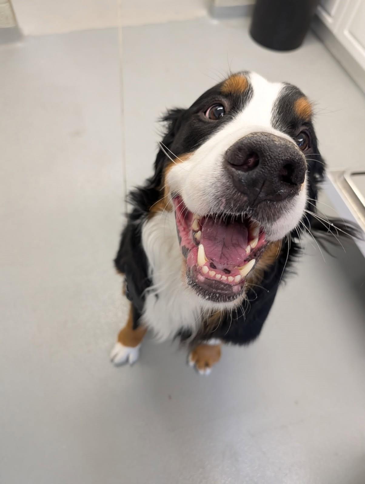 Simba, an adopted Bernese Mountain Dog in Caledon, ON image 2/2