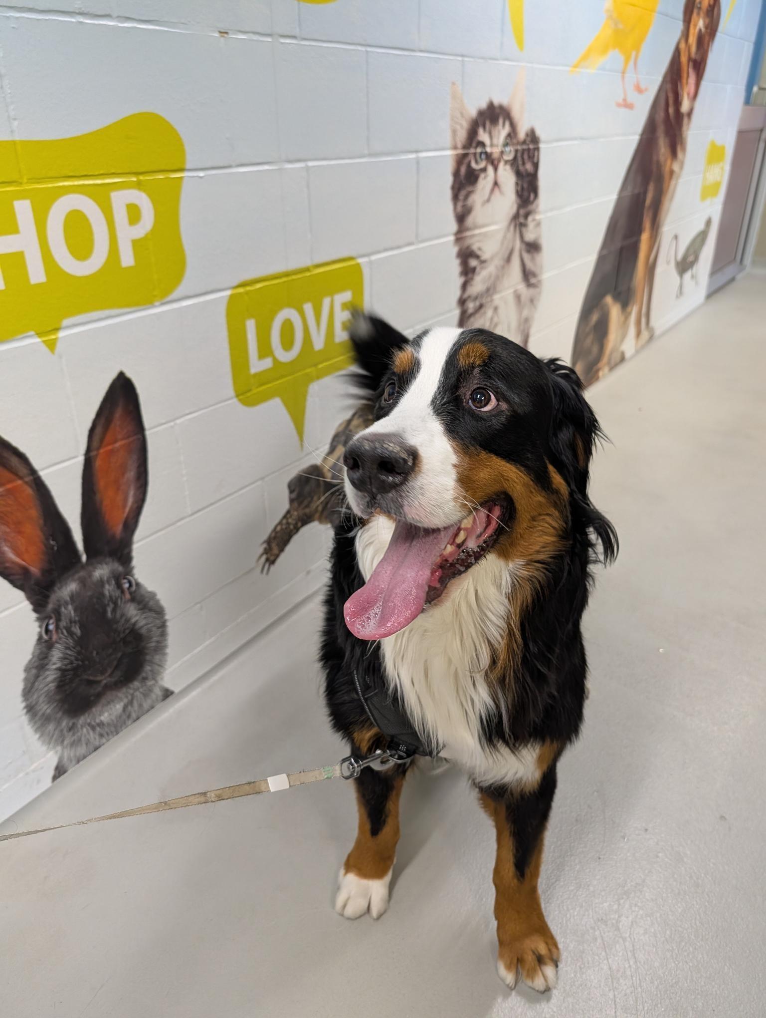 Simba, adopted, Young Male Bernese Mountain Dog.