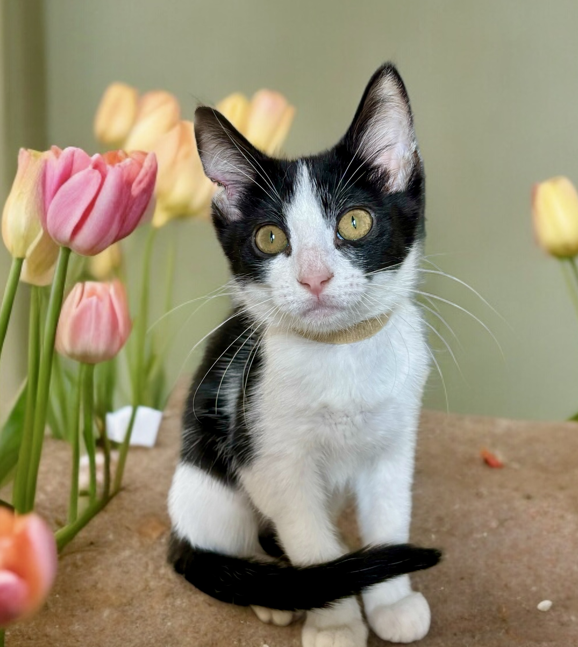 Cat for adoption - Diamond, a Domestic Short Hair in Perry, IA | Petfinder