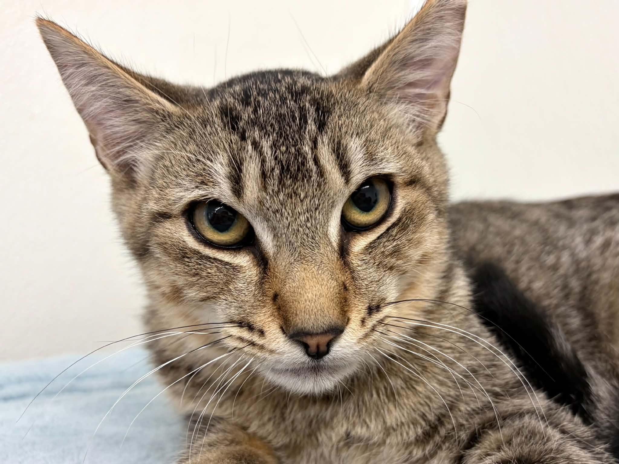 Hotdog, Adoptable, Kitten Male Tabby & Domestic Short Hair.