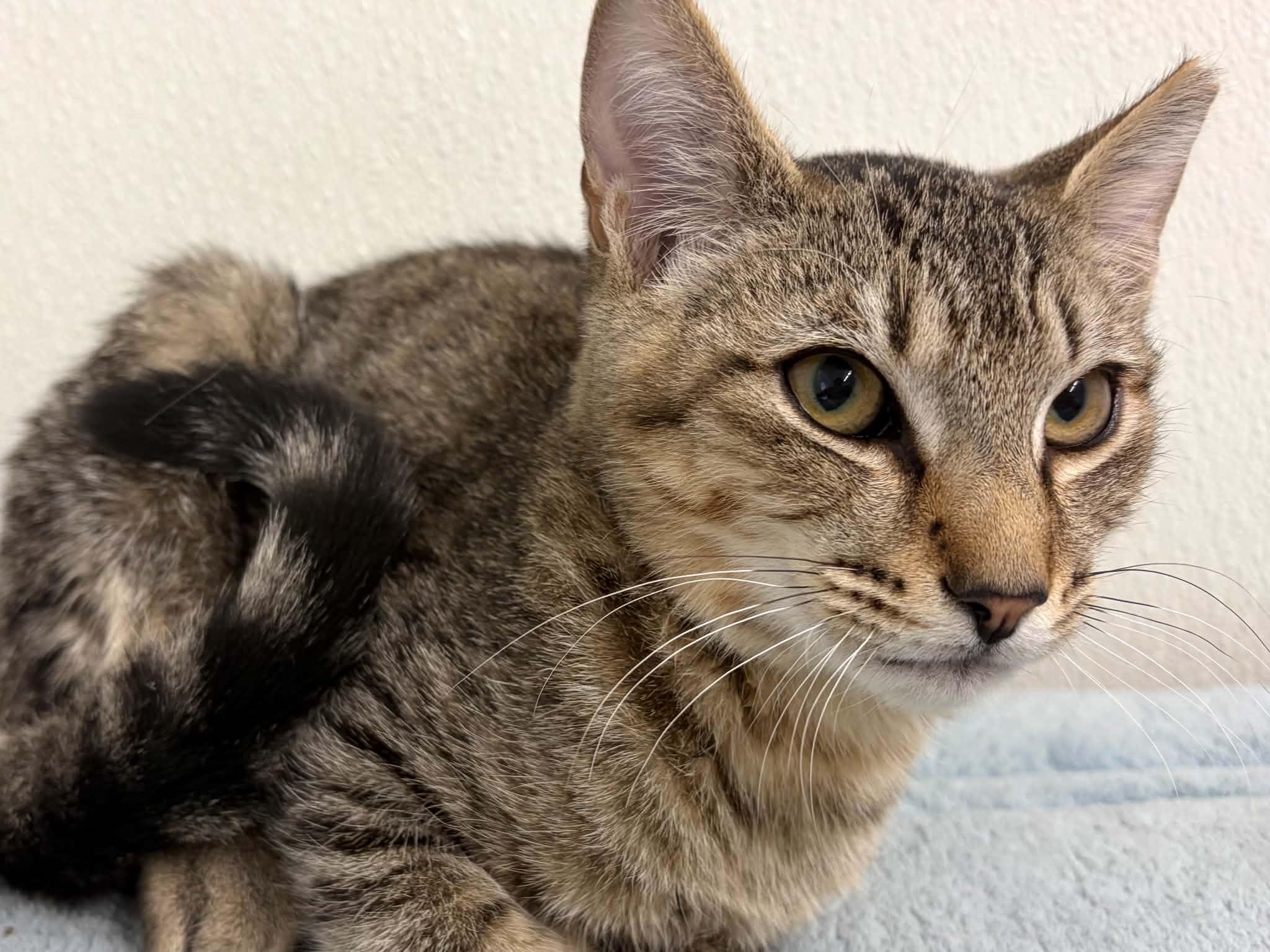 Enlarge Hotdog, a Adoptable mixed breed in Monroe, WA image 4/6