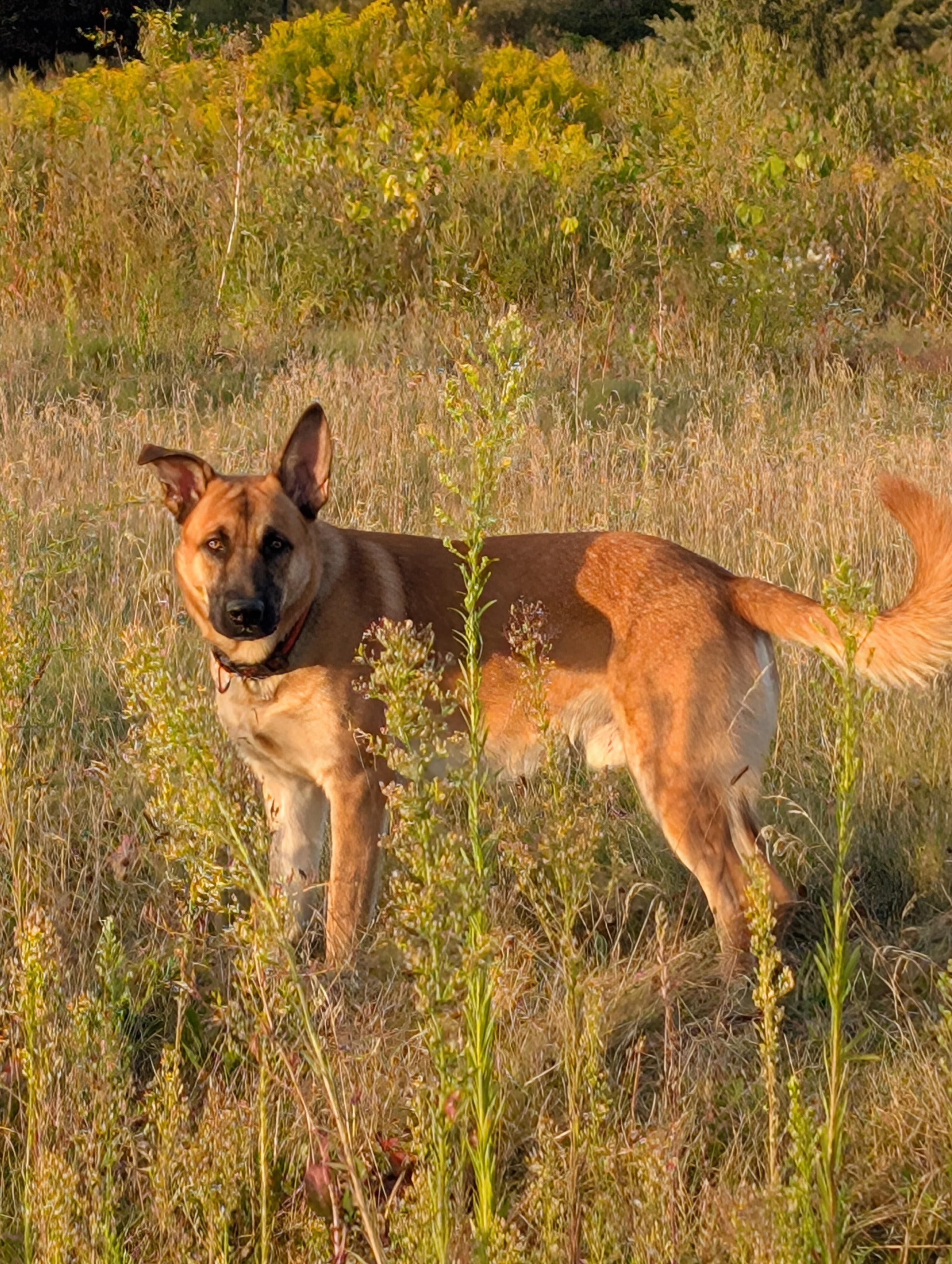 Enlarge Duke, a Adoptable mixed breed in Rockwood, ON image 6/6