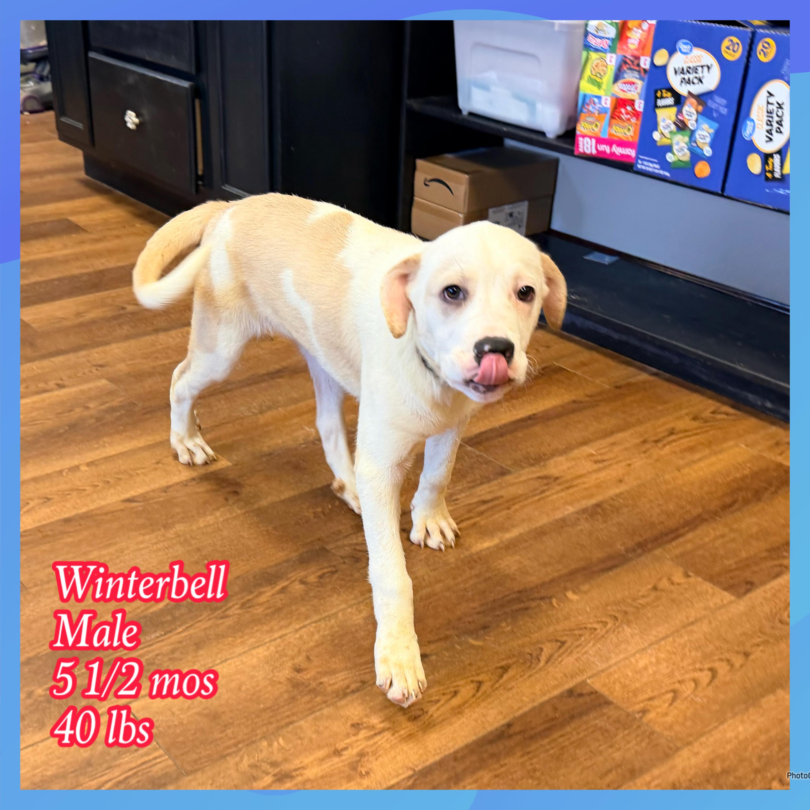 Winterbell , Adoptable, Puppy Male Mixed Breed.