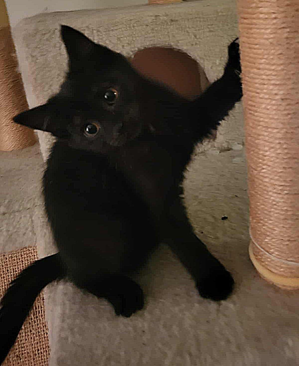 Echo, adopted, Kitten Male Domestic Medium Hair.