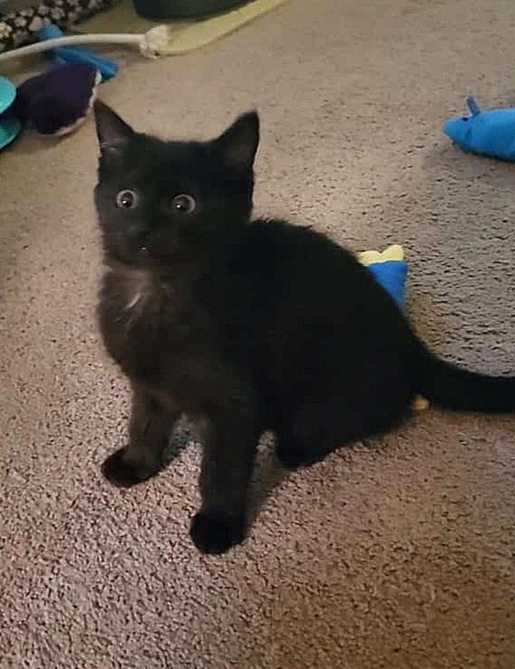 Enlarge Echo, an adopted Domestic Medium Hair in Whitehall, PA image 2/2