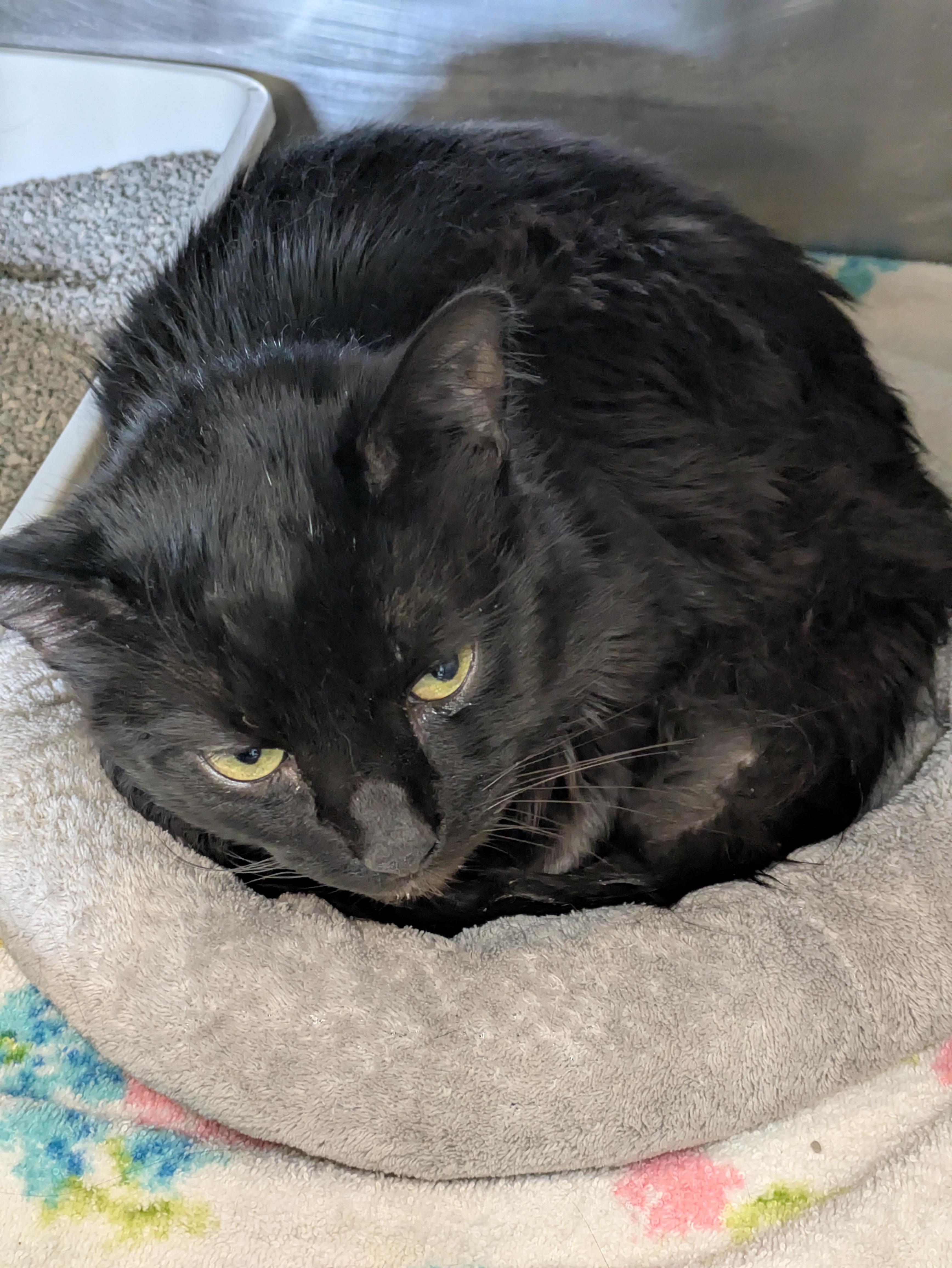 Enlarge Tator Tots, a ADOPTABLE mixed breed in Bedford, VA image 1/1
