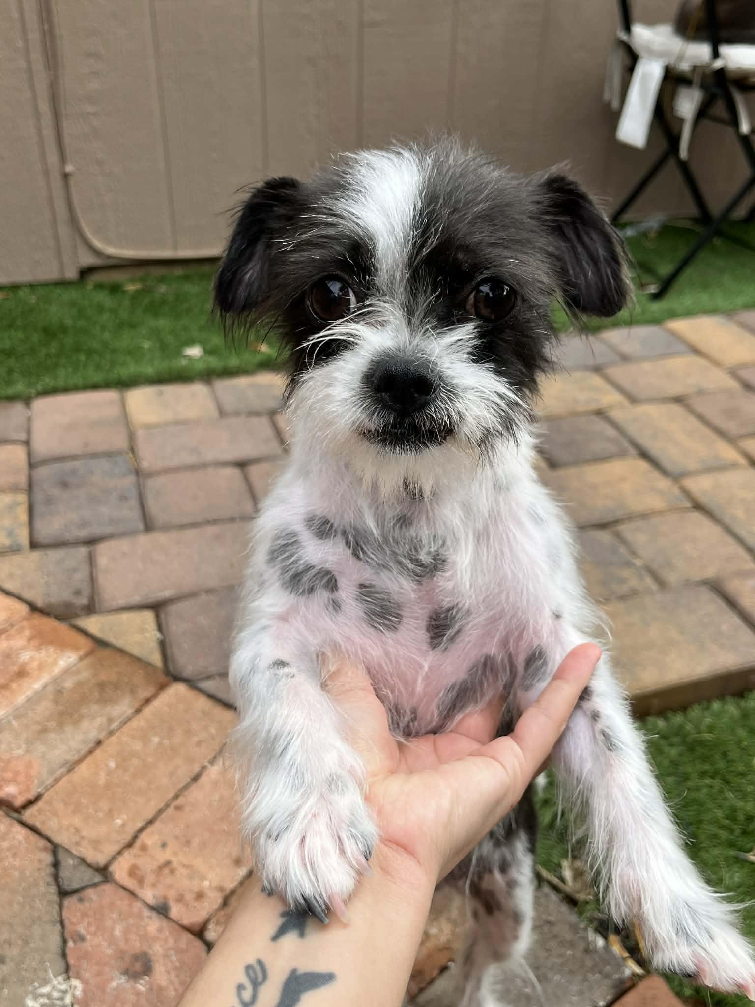 Enlarge Cowgirl (Mia), a Adopted mixed breed in Tempe, AZ image 1/3