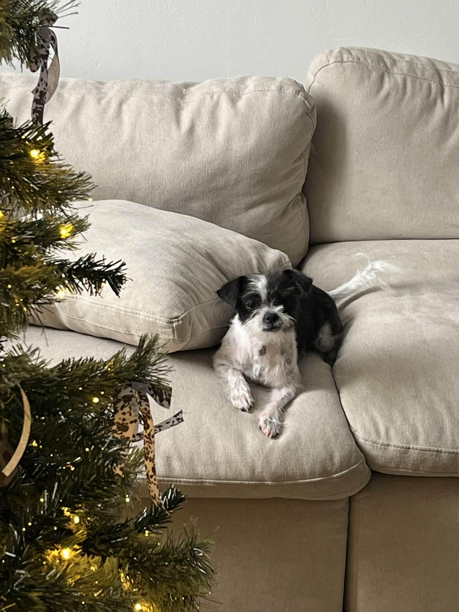 Enlarge Cowgirl (Mia), a Adopted mixed breed in Tempe, AZ image 2/3