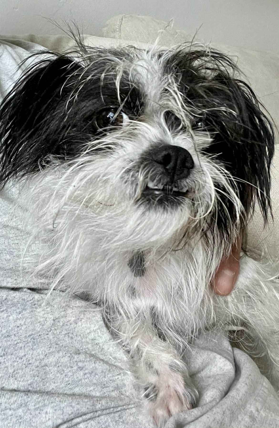 Enlarge Cowgirl (Mia), a Adopted mixed breed in Tempe, AZ image 3/3