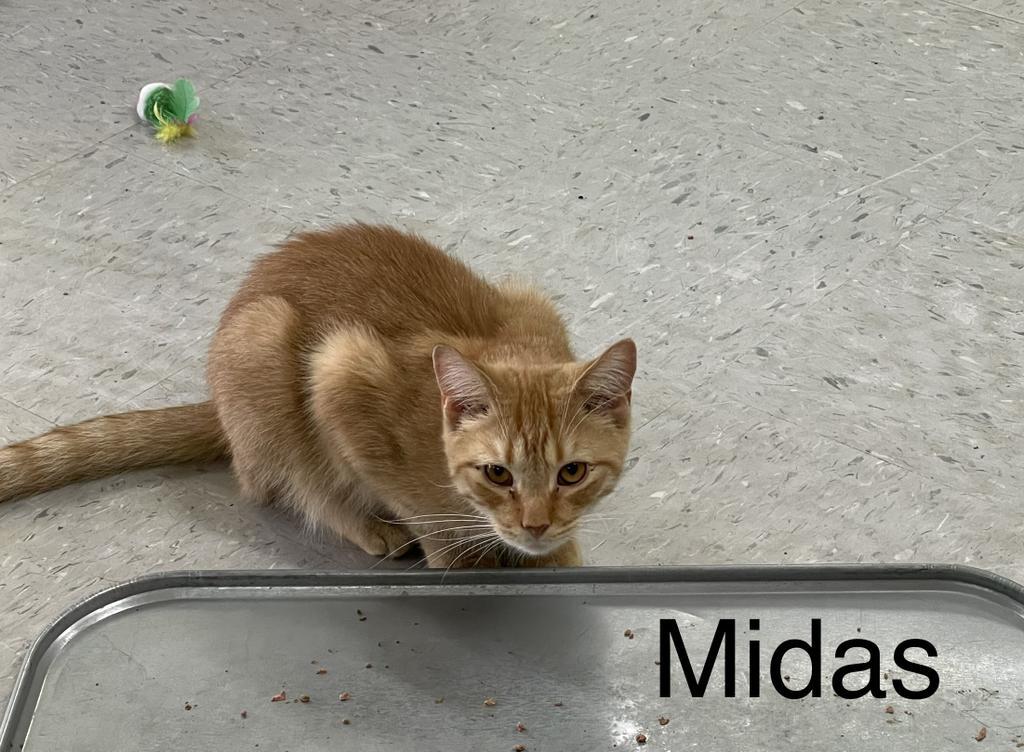 Midas, Adoptable, Adult Male Domestic Short Hair.
