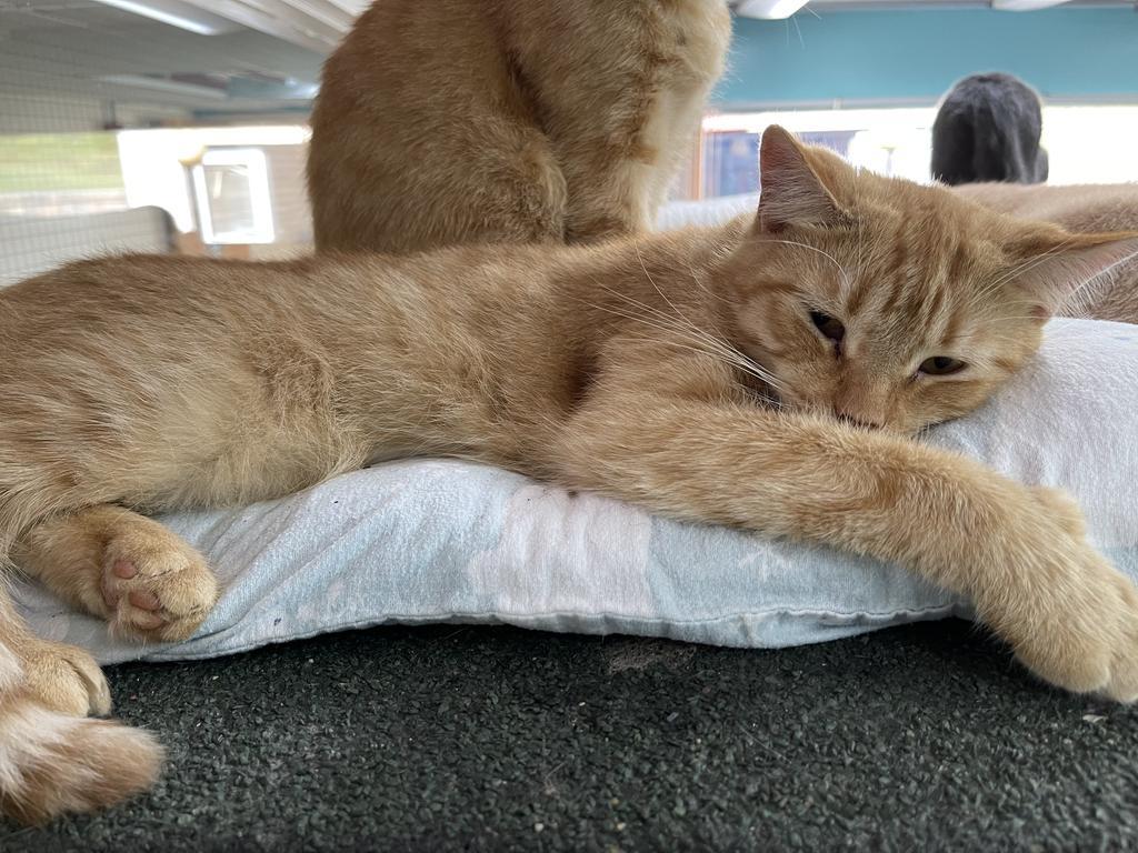 Midas, Adoptable, Adult Male Domestic Short Hair.