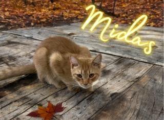 Enlarge Midas, a Adoptable mixed breed in Jim Thorpe, PA image 2/3