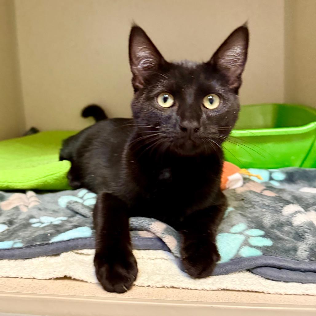 Chucky, Adoptable, Young Male Domestic Short Hair.
