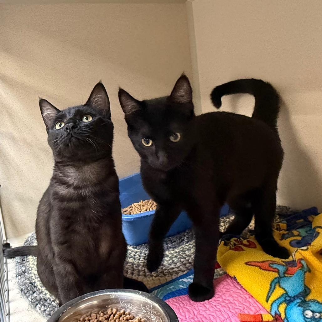 Enlarge Chucky, a Adoptable Domestic Short Hair in Great Falls, MT image 2/6