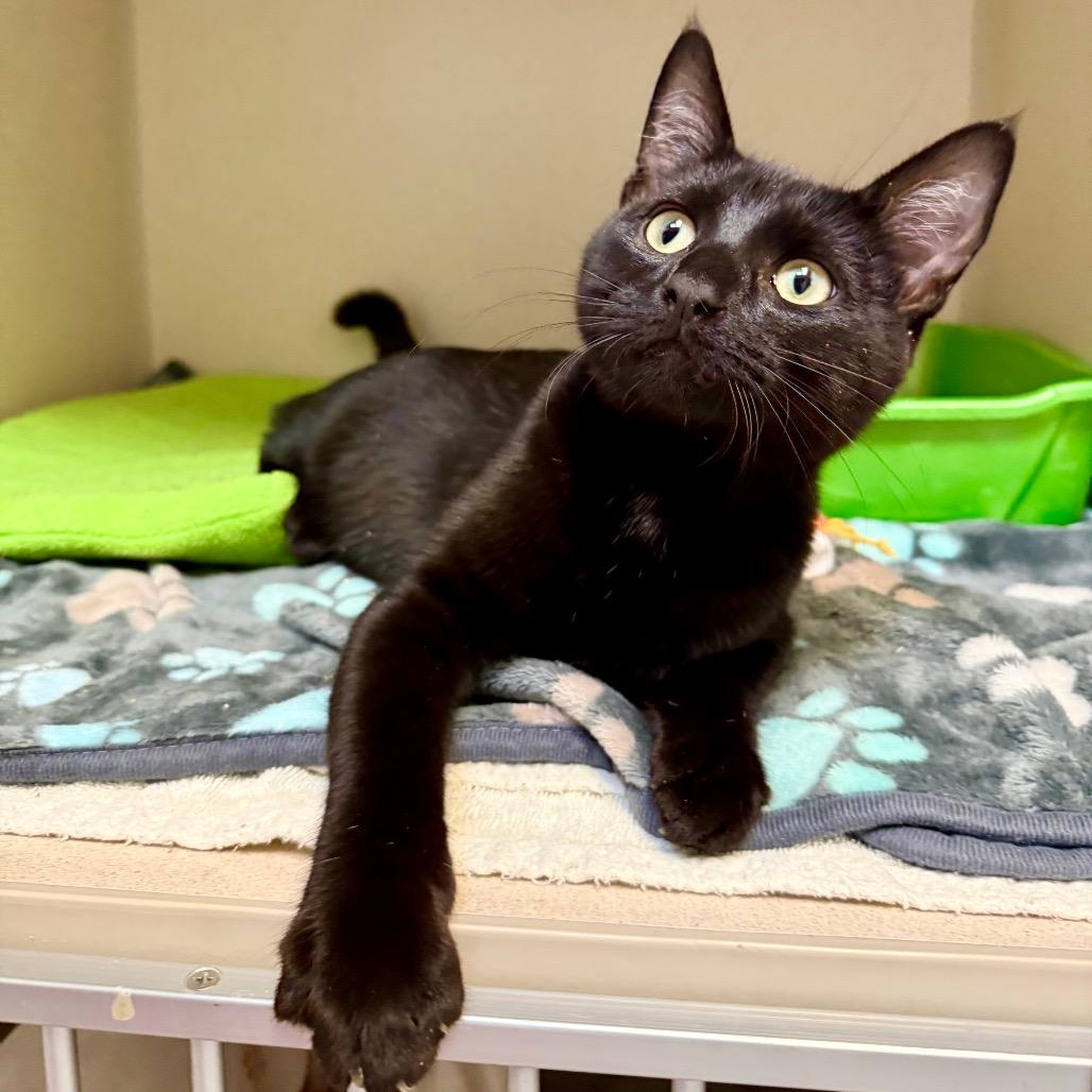 Enlarge Chucky, a Adoptable Domestic Short Hair in Great Falls, MT image 3/6