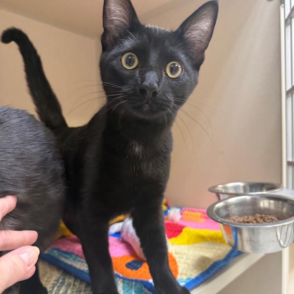 Enlarge Chucky, a Adoptable Domestic Short Hair in Great Falls, MT image 4/6
