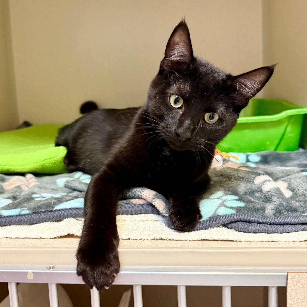 Enlarge Chucky, a Adoptable Domestic Short Hair in Great Falls, MT image 5/6