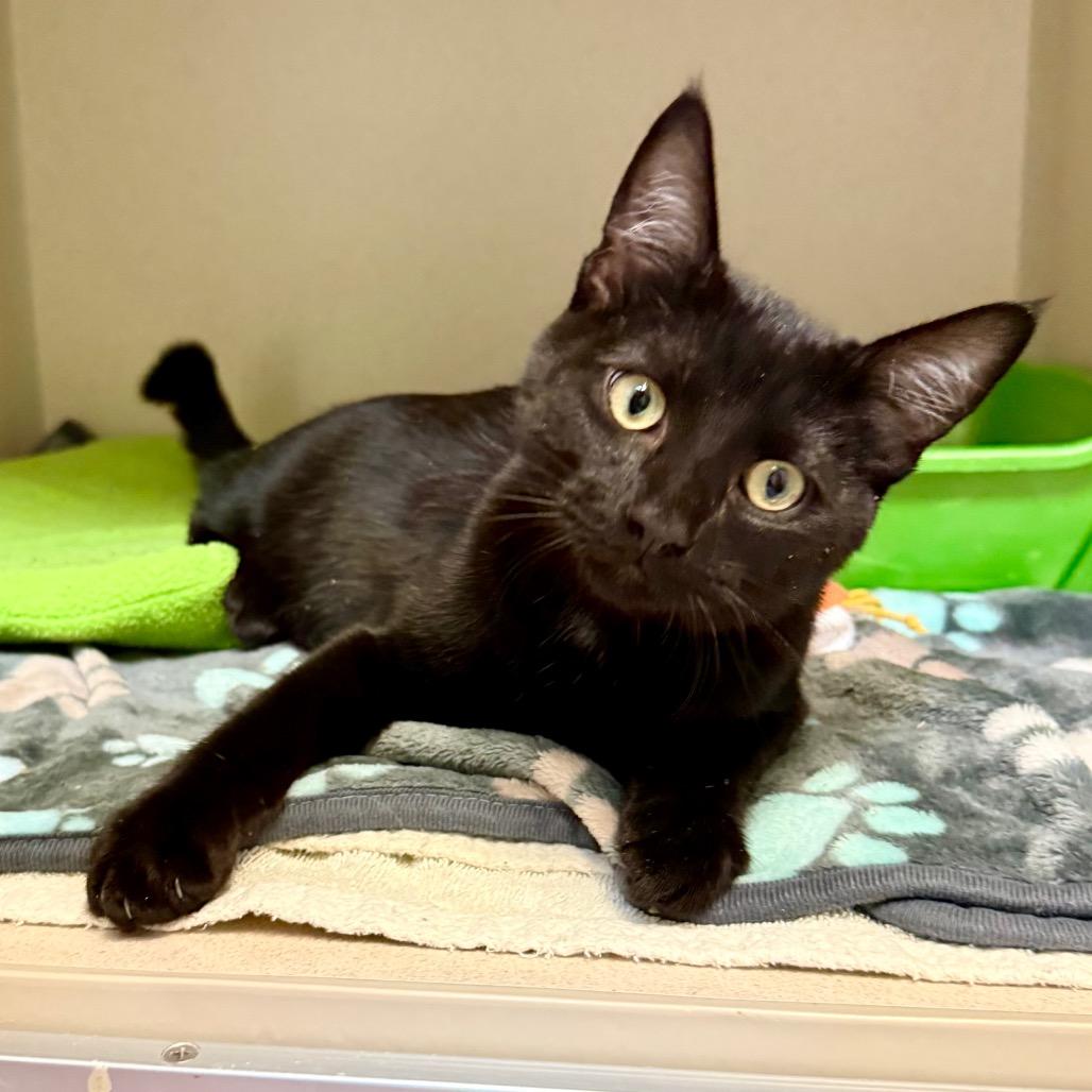 Enlarge Chucky, a Adoptable Domestic Short Hair in Great Falls, MT image 6/6