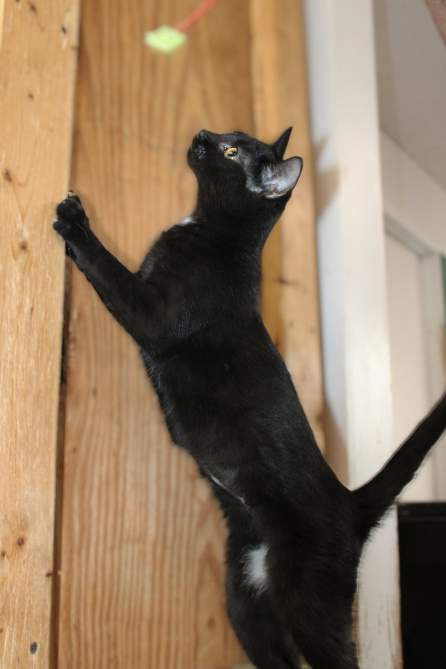 Enlarge Lynn, a Adoptable Domestic Short Hair in Marion, IN image 1/1