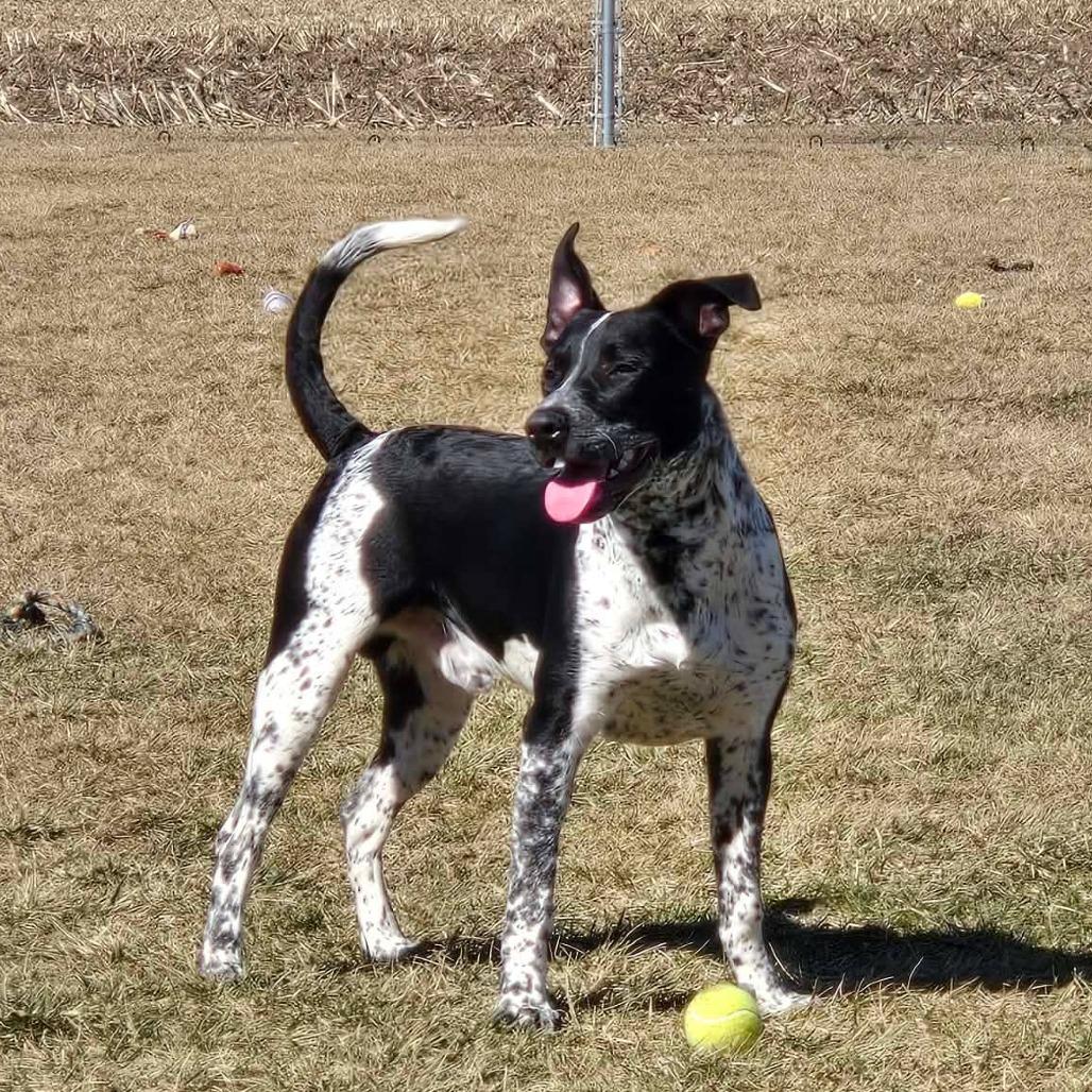Colter, Adoptable, Young Male Pointer & Mixed Breed.