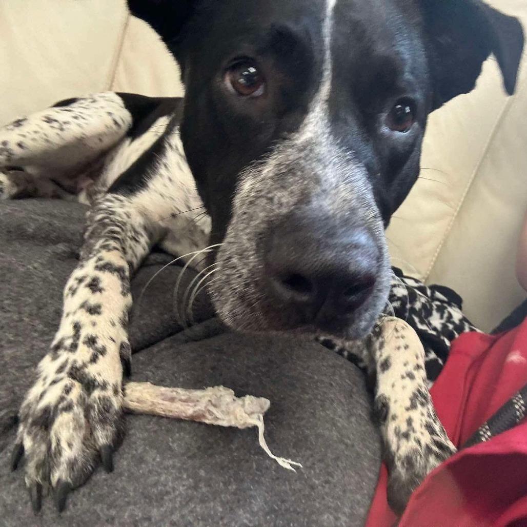 Colter, a Adoptable mixed breed in Archbold , OH image 2/4