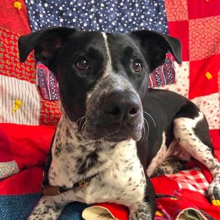 Colter, a Adoptable mixed breed in Archbold , OH image 3/4