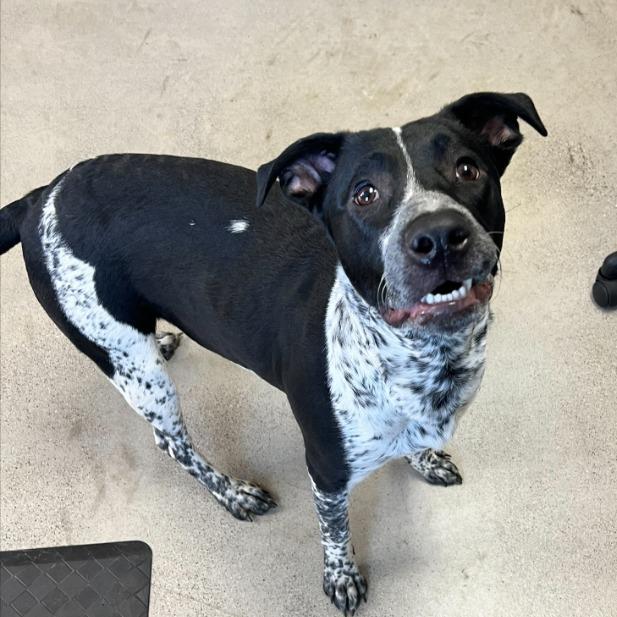 Enlarge Colter, a Adoptable mixed breed in Archbold , OH image 1/1