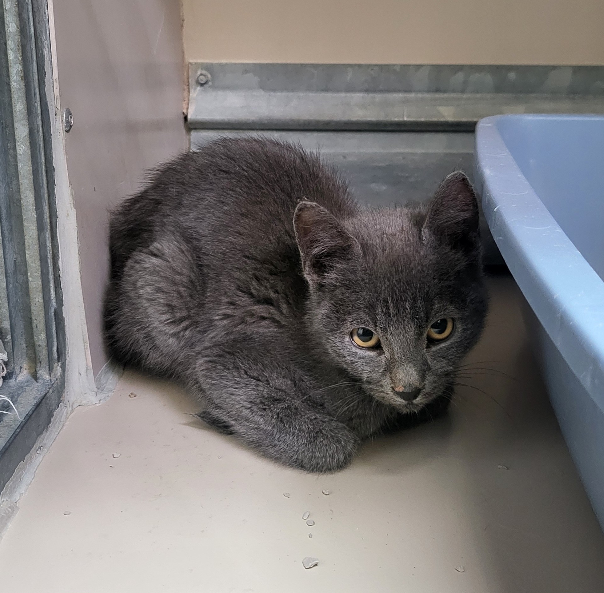 Cat for adoption 57206431, a Domestic Short Hair in Elko, NV Petfinder