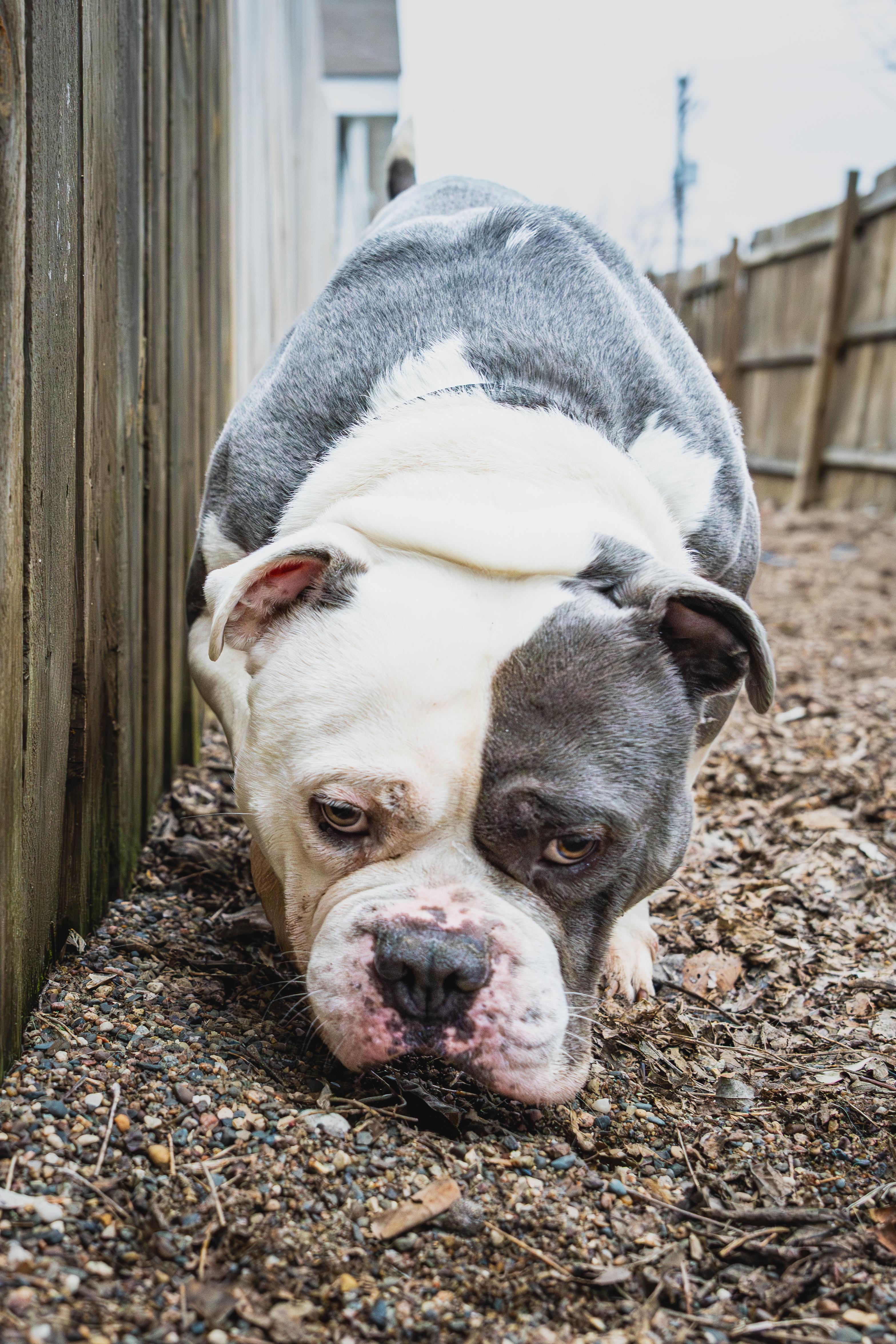 Enlarge Brisket, a ADOPTABLE mixed breed in Red Wing, MN image 3/4