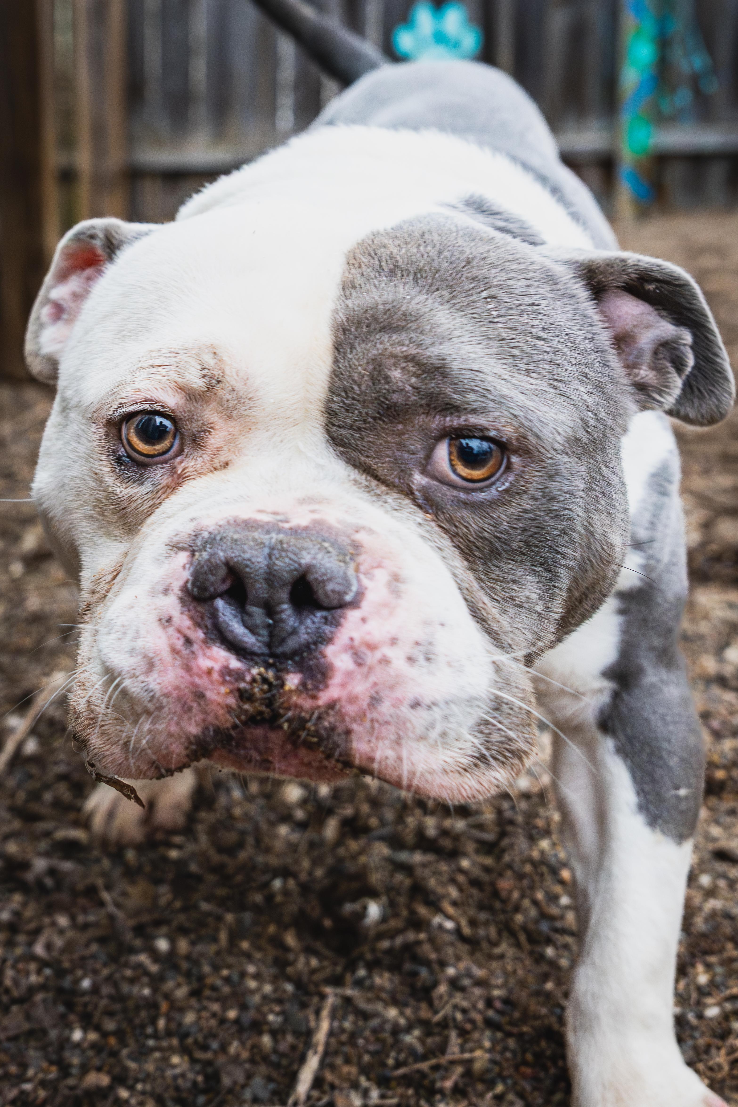 Enlarge Brisket, a ADOPTABLE mixed breed in Red Wing, MN image 2/4