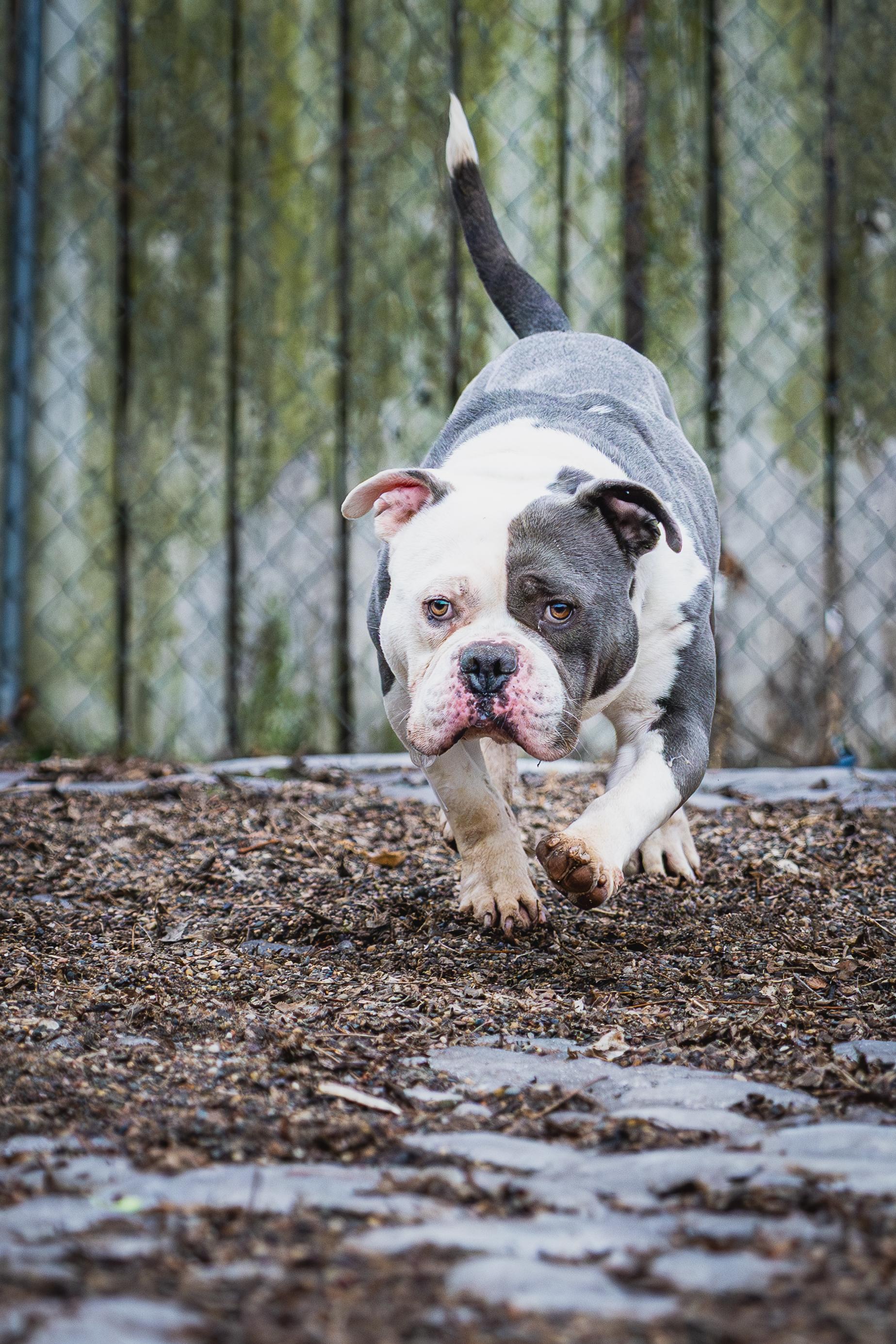 Enlarge Brisket, a ADOPTABLE mixed breed in Red Wing, MN image 4/4